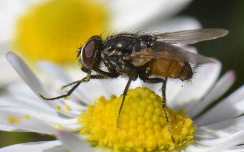 Réf. 179 691 : Musca sp.